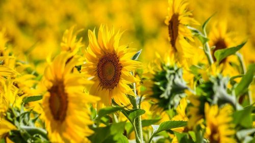 Ministrul Agriculturii: Fermierii au început recoltatul culturii de floarea-soarelui, iar potrivit prognozelor producţiile vor face faţă cererii din piaţă