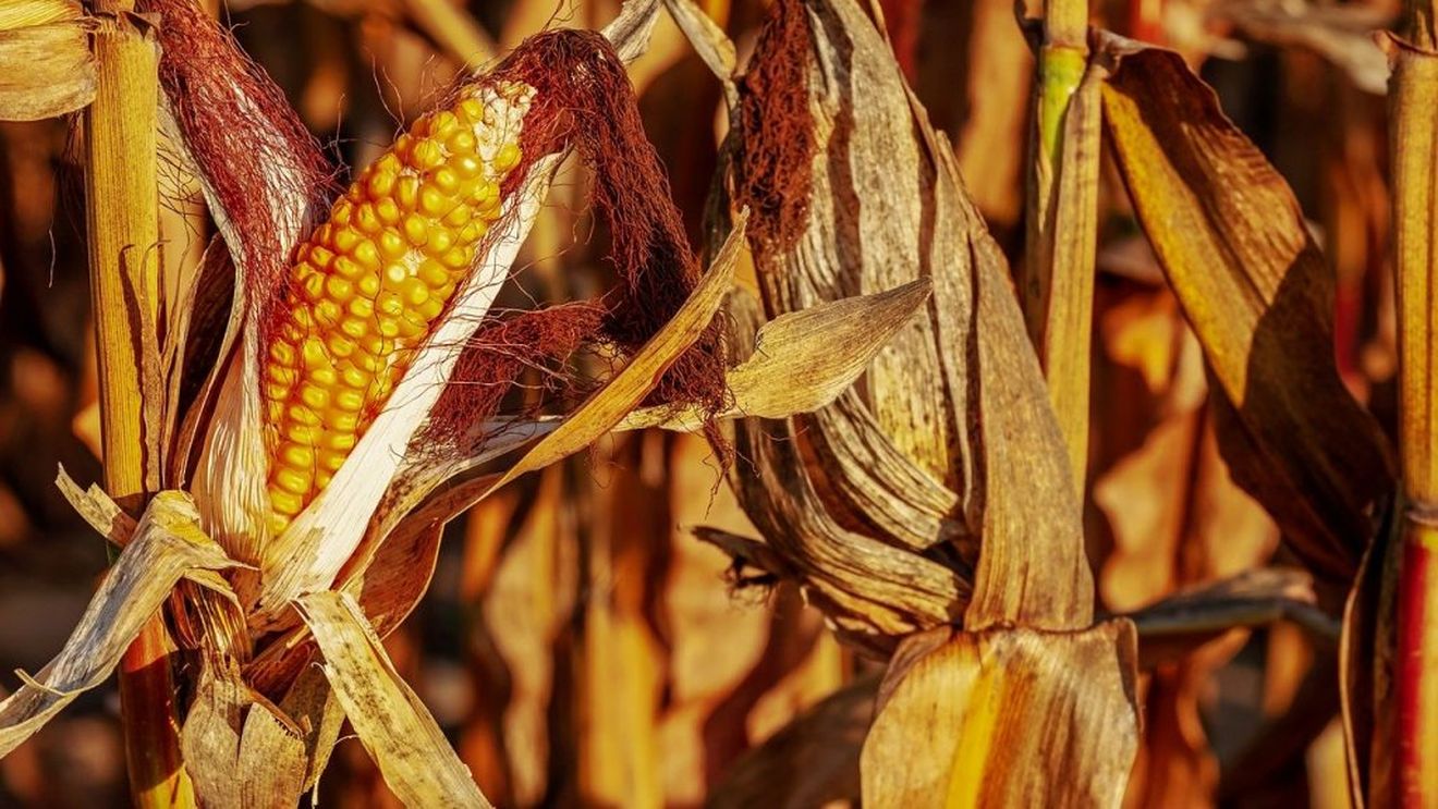 Producători de porumb: Anul agricol 2022 începe cu secetă, cu preţuri foarte mari la îngrăşăminte, cu preţuri mari la energie