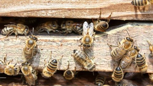 Apicultorii români cer stoparea importului de miere din Ucraina și vor sprijin financiar din ajutorul acordat de UE