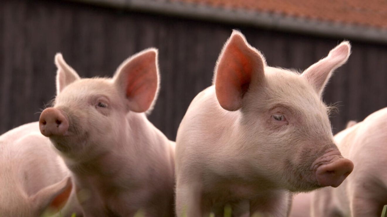România va avea anul acesta 1,5 milioane de porci în plus în fermele deschise în 2023, conform Ministrului Agriculturii