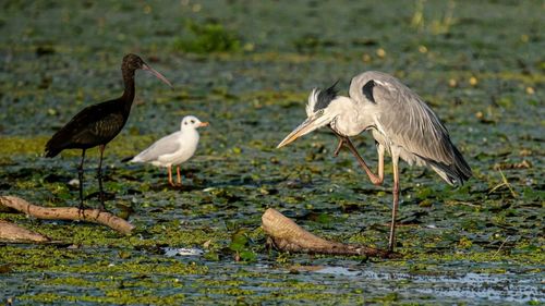 Începe proiectul de decolmatare a lacurilor din Delta Dunării