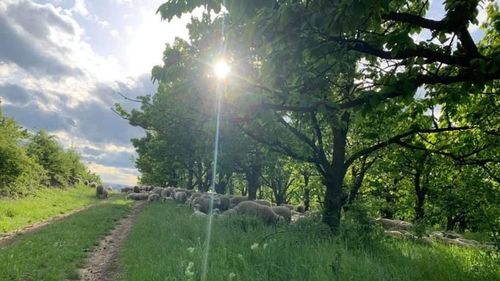 O universitate din Cluj le propune consumatorilor să își facă cumpărăturile cu produse din serele și fermele sale. USAMV estimează vânzări de 30.000 de euro în câteva zile