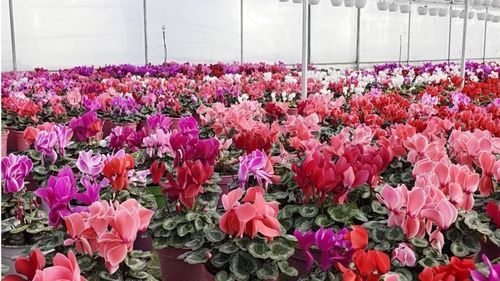 O pasiune transformată într-o afacere de succes: paradisul florilor de la Micești