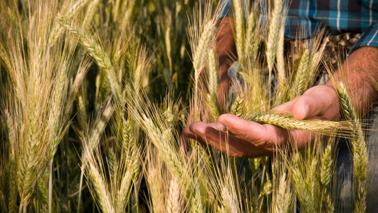 Recolta de grâu a României ar putea atinge în 2025 un nivel record al ultimilor 28 de ani, dar preţurile nu îi avantajează deloc pe fermieri