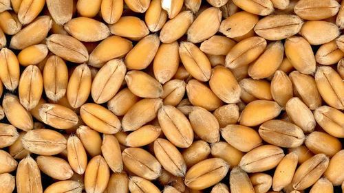 GRAFIC Importanța vitală a acordului privind exportul ucrainean de cereale prin Marea Neagră. România, cel mai mare importator din punct de vedere valoric