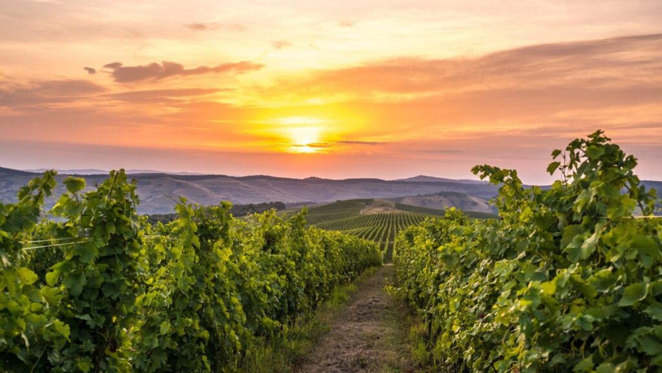 România are peste 180.000 de ha de teren cultivat cu viță de vie pentru struguri de vin. Regiunea Sud-Est deține peste 40% din suprafața totală