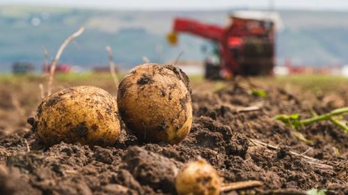 Valoarea producţiei agricole din România s-a apropiat de 110 miliarde de lei, în 2023