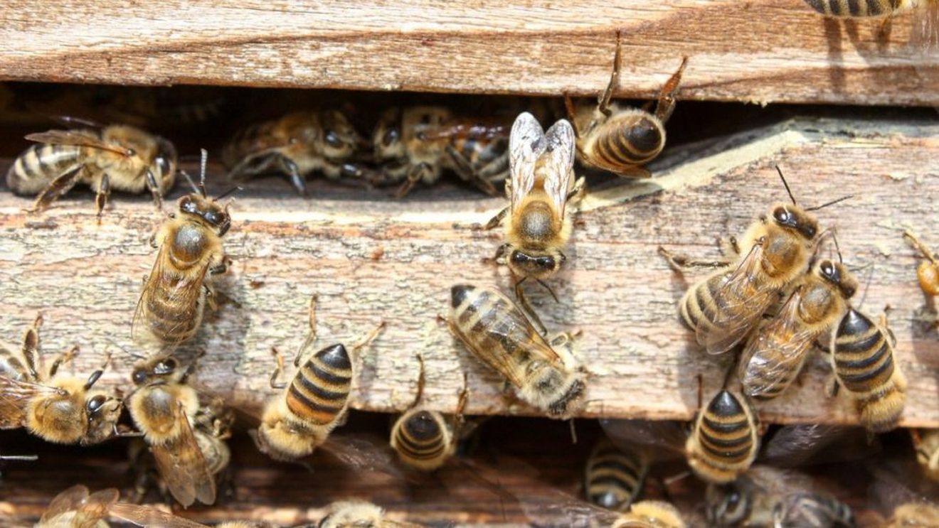 „Covor de albine moarte”: Cum încalcă România interdicția UE privind insecticidele care ucid albinele – Politico