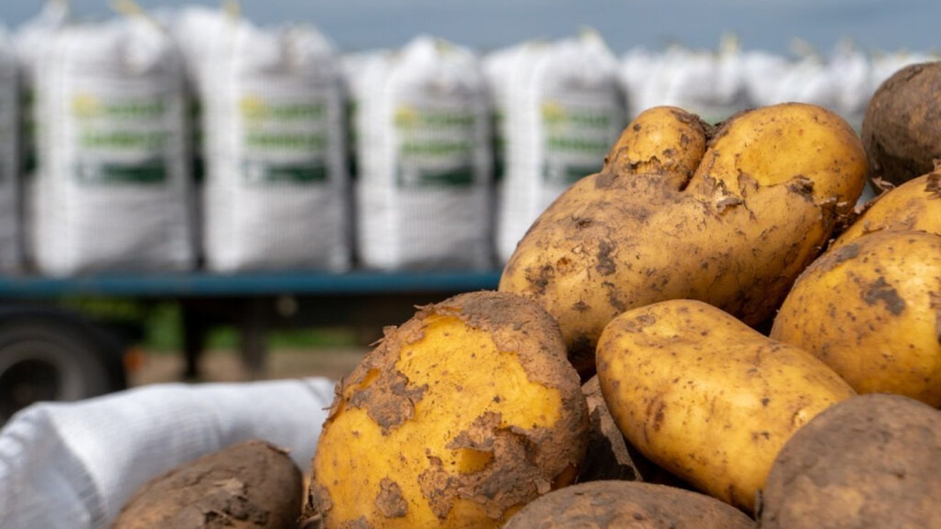 Grup Şerban Holding anunţă investiţii de peste 60 de milioane euro într-o fabrică de procesare a cartofilor french fries şi extinderea capacităţii de depozitare frigorifică pentru legume