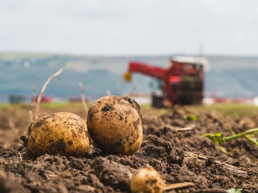 cartofi, cultura, agricultura, agricol