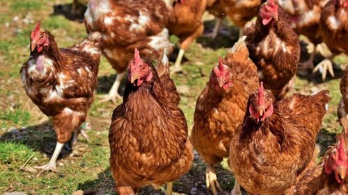 Carmistin a inaugurat o investiție de 80 de milioane de euro într-o nouă fabrică de procesare a cărnii