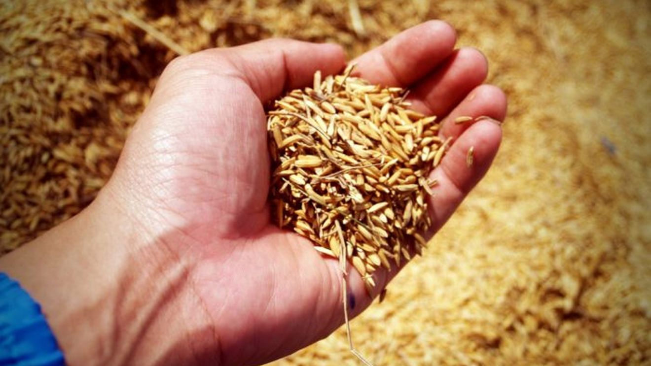 Ucraina ar putea recolta în acest an o cantitate de grâu cu mult peste estimările oficiale de 17 milioane de tone