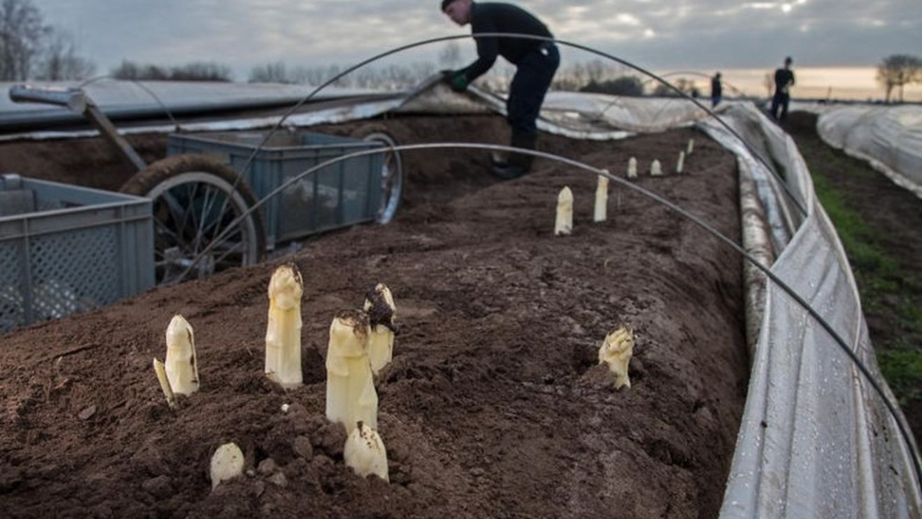 Tinerii germani şi-au pierdut apetitul pentru sparanghel, cândva leguma favorită a ţării