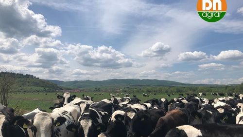 Schimbările climatice: Bill Gates susține un start-up australian care vrea să reducă emisiile provenite din eructațiile vacilor