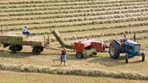 Comisia Europeană a aprobat scheme românești de ajutor financiar pentru producătorii de cereale și crescătorii de păsări și porci în valoare de 241 milioane de euro, respectiv 56 milioane de euro