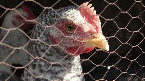 Brazilia, cel mai mare exportator mondial de carne de pasăre, nu mai poate livra către Uniunea Europeană / Țara, răvășită de gripa aviară