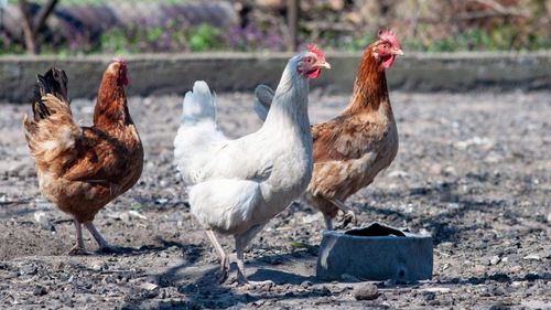 Cinci noi focare de gripă aviară în gospodării ale populaţiei au fost depistate în judeţele Mureş şi Harghita