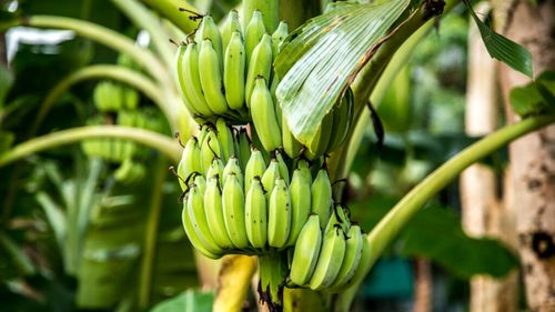 Bananele sunt în pericol pe fondul creșterii temperaturilor / Aproape două treimi dintre cele mai bune zone pentru cultivarea bananelor ar putea deveni nepotrivite pentru acest scop până în anul 2080