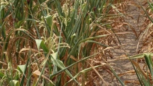 Ministrul Agriculturii anunță cele patru măsuri pentru fermierii români afectați de secetă