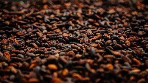 Procesatorii de boabe de cacao au redus activitatea anul trecut pe fondul cotaţiilor record și a stocurilor reduse