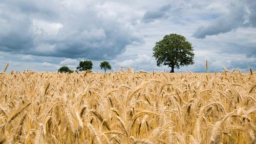 Studiu USDA: Uniunea Europeană poate ajunge la o producție de 136 de milioane de tone de grâu în perioada 2025-2026