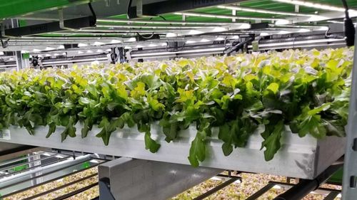 Fermele verticale ale Bowery atrag o nouă finanțare de 300 de milioane de dolari