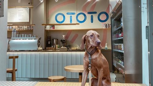 INTERVIU Retailerul Ototo a făcut primul pas în străinătate prin deschiderea unui magazin în Viena. De ce Austria și ce planuri de extindere are compania pentru acest an