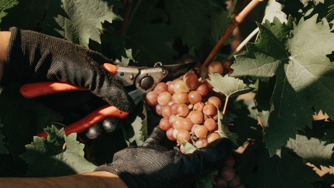 Marii producători de vinuri din Iași estimează producții bune în acest an. Cresc sau nu prețurile?