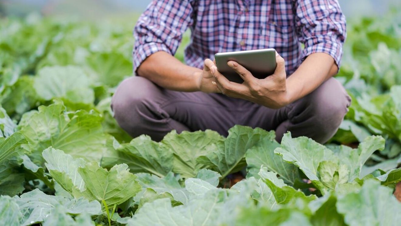 Tendințe în agricultură: Tehnologizare, organizare, accent pe calitate. Administrator de fermă: "Trebuie să lucrăm și la calitate. Dacă pe ambalaj scrie "made in Romania", să fim siguri că e un produs bun bun"