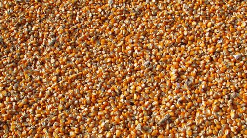 Președintele Erdogan: Acordul privind cerealele a fost prelungit cu două luni