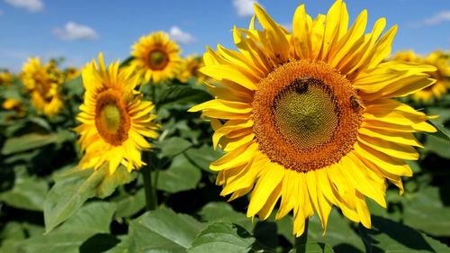 Supermarketurile din Grecia restricționează cumpărăturile de făină și ulei de floarea soarelui