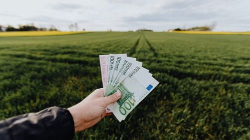 Topul jucătorilor din Agricultură. Analiză: Cifra de afaceri a companiilor din sector se va apropia în acest an de un prag record de 80 de miliarde de lei