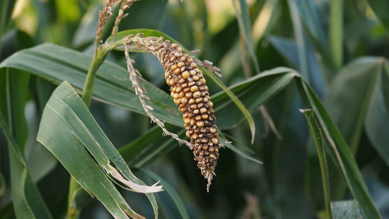 UE a aprobat un sprijin financiar de 21,6 milioane de euro pentru fermierii afectați de secetă