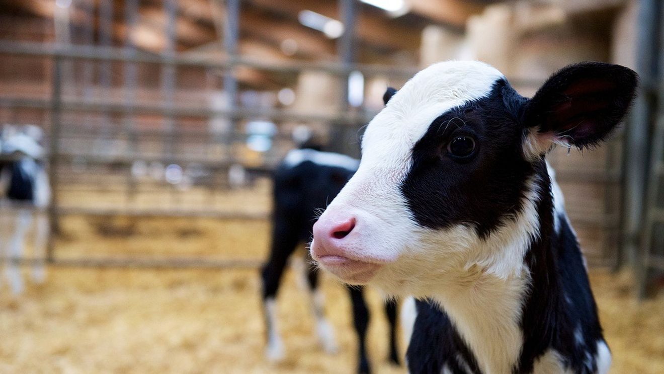 Parlamentul European: Fermele mici vor fi exceptate de la controale şi sancţiuni pentru nerespectarea unor norme