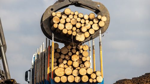 INS: Volumul de masă lemnoasă recoltată a scăzut cu peste 1 milion de metri cubi anul trecut