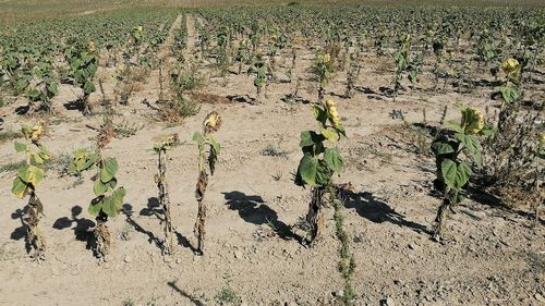 Studiu: Schimbările climatice ar putea crește cu până la 66% pierderile anuale din agricultură în UE până în 2050 / Christophe Hansen: „Băncile ar putea deveni și mai reticente în a-și asuma riscuri decât sunt în prezent”