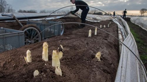 Tinerii germani şi-au pierdut apetitul pentru sparanghel, cândva leguma favorită a ţării