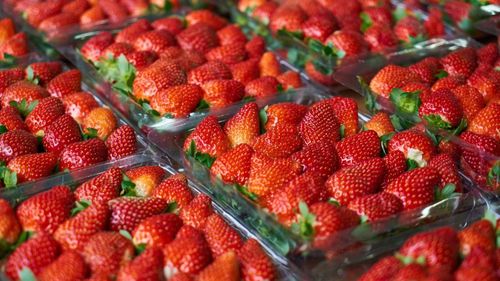 Vânzări în scădere drastică pentru Spania, cel mai mare producător european de căpșuni. Cauzele: condițiile meteo și restricțiile pandemiei