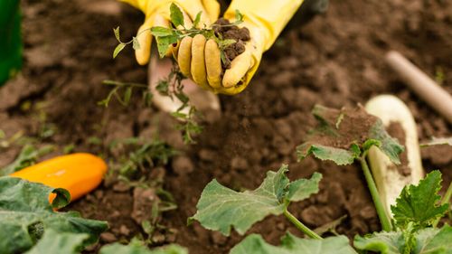 Studiu: Circa 15% dintre terenurile arabile ale lumii sunt contaminate cu metale grele / Contaminarea poate fi și de origine naturală